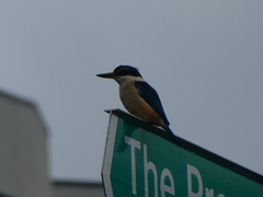 Todiramphus sanctus vagans