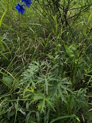 Delphinium elatum