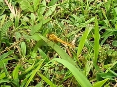 Crocothemis servilia