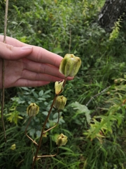 Lilium martagon