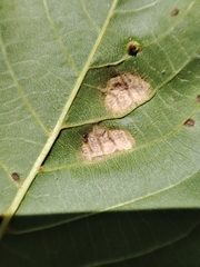 Aceria erinea