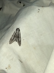 Sphinx dollii