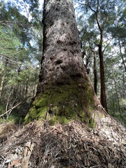 Eucalyptus jacksonii