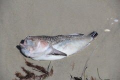 Astroscopus y-graecum