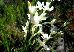 Struthiola ciliata