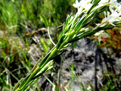 Struthiola ciliata