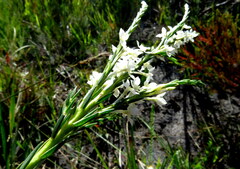 Struthiola ciliata