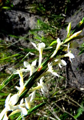 Struthiola ciliata