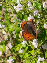 Lycaena phlaeas