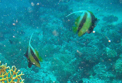 Heniochus intermedius