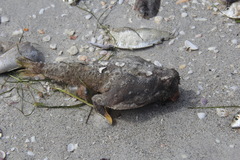 Ogcocephalus