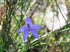 Glossodia minor