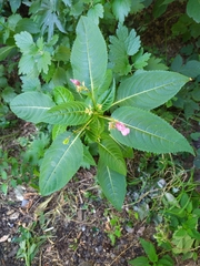 Impatiens glandulifera