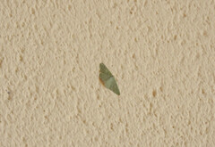 Phaiogramma faustinata