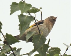 Carduelis carduelis