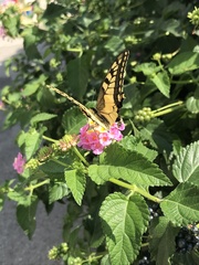 Papilio machaon