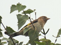 Carduelis carduelis
