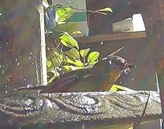 Eopsaltria australis