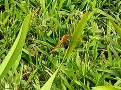 Crocothemis servilia