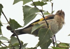 Carduelis carduelis