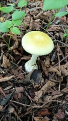 Amanita phalloides