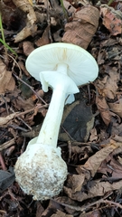 Amanita phalloides