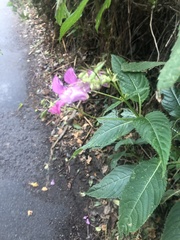 Impatiens glandulifera