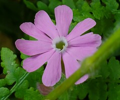 Silene dioica