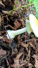 Amanita phalloides