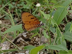 Acraea terpsicore
