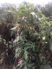 Impatiens glandulifera