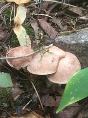 Rhodocybe