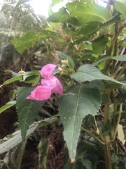 Impatiens glandulifera