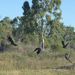 Calyptorhynchus banksii