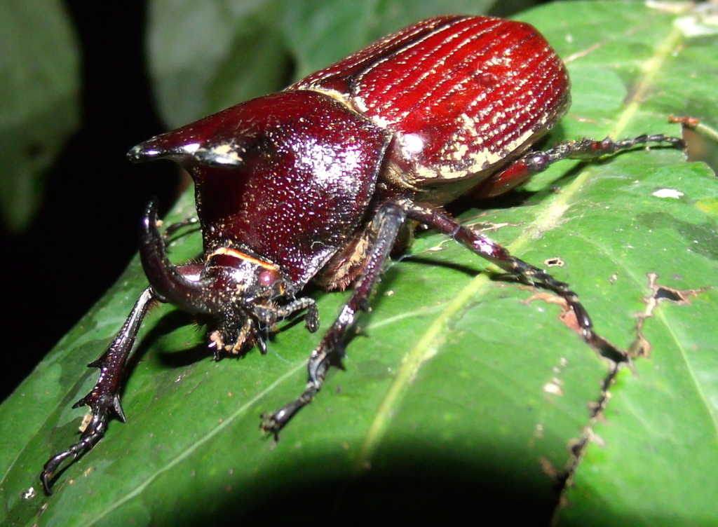 Coelosis