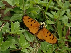 Acraea terpsicore