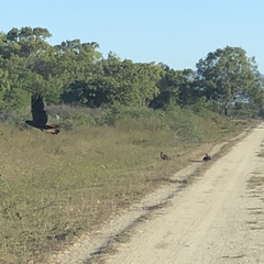 Calyptorhynchus banksii