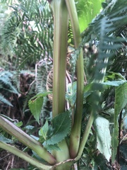 Impatiens glandulifera
