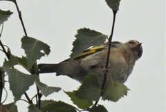 Carduelis carduelis