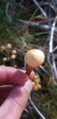 Cortinarius