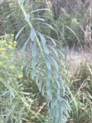 Euphorbia seguieriana