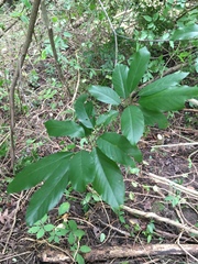 Frangula caroliniana