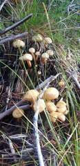 Cortinarius