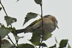 Carduelis carduelis