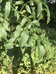 Fraxinus excelsior