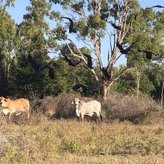 Calyptorhynchus banksii