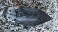 Buprestis cupressi