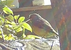 Eopsaltria australis