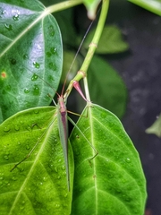 Tettigoniidae