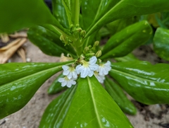 Scaevola taccada